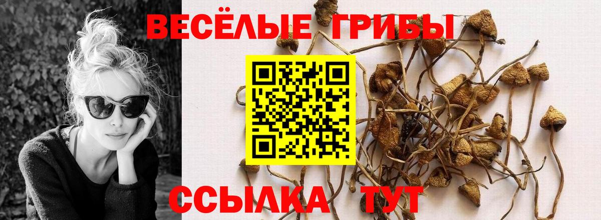 Галлюциногенные грибы Psilocybine cubensis Камышлов